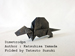 alt : Photo Origami Dimetrodon, Author : Katsuhisa Yamada, Folded by Tatsuto Suzuki